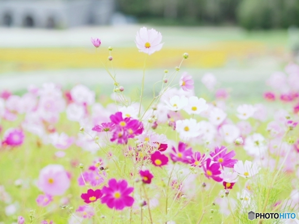 秋桜