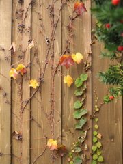 今年の紅葉は・・♡