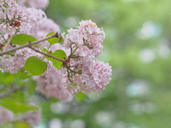 リラの花♡