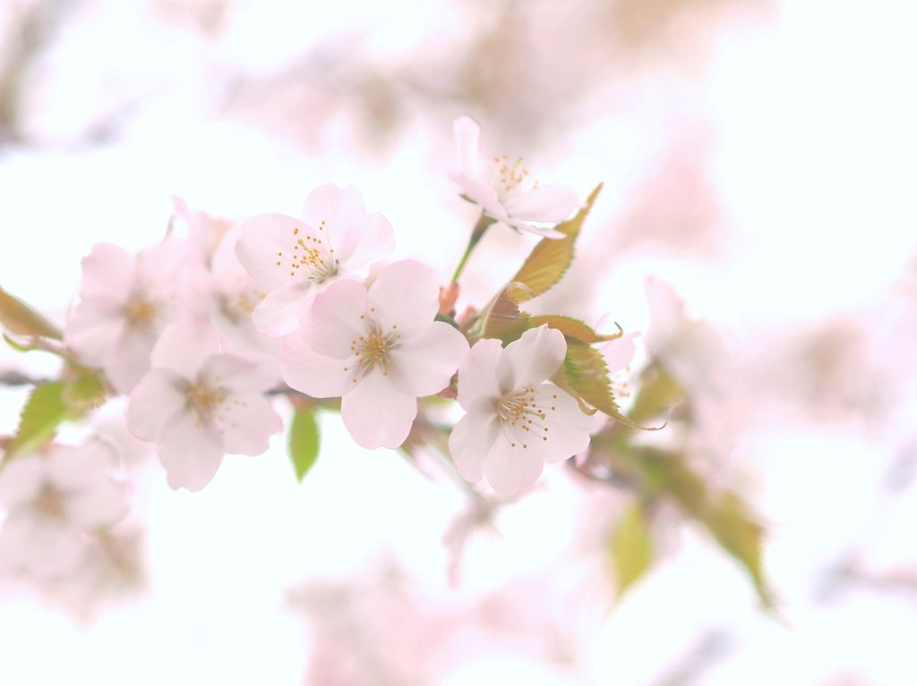 桜咲いた☆