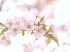 桜咲いた☆