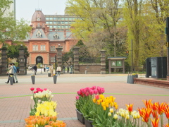 旧道庁赤レンガの５月は・・♡