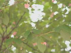 最後のさくら♡