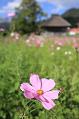 秋桜