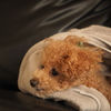 愛犬