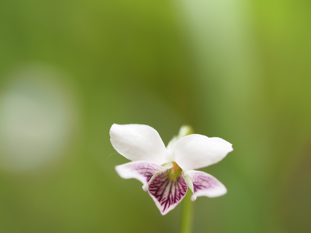 菫