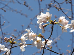 我が家の桜咲く