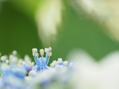 ちっちゃな花