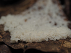 白い粘菌