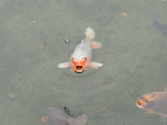 口パク