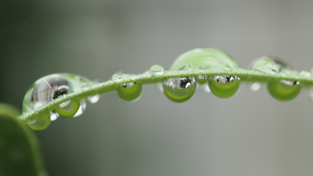 水玉