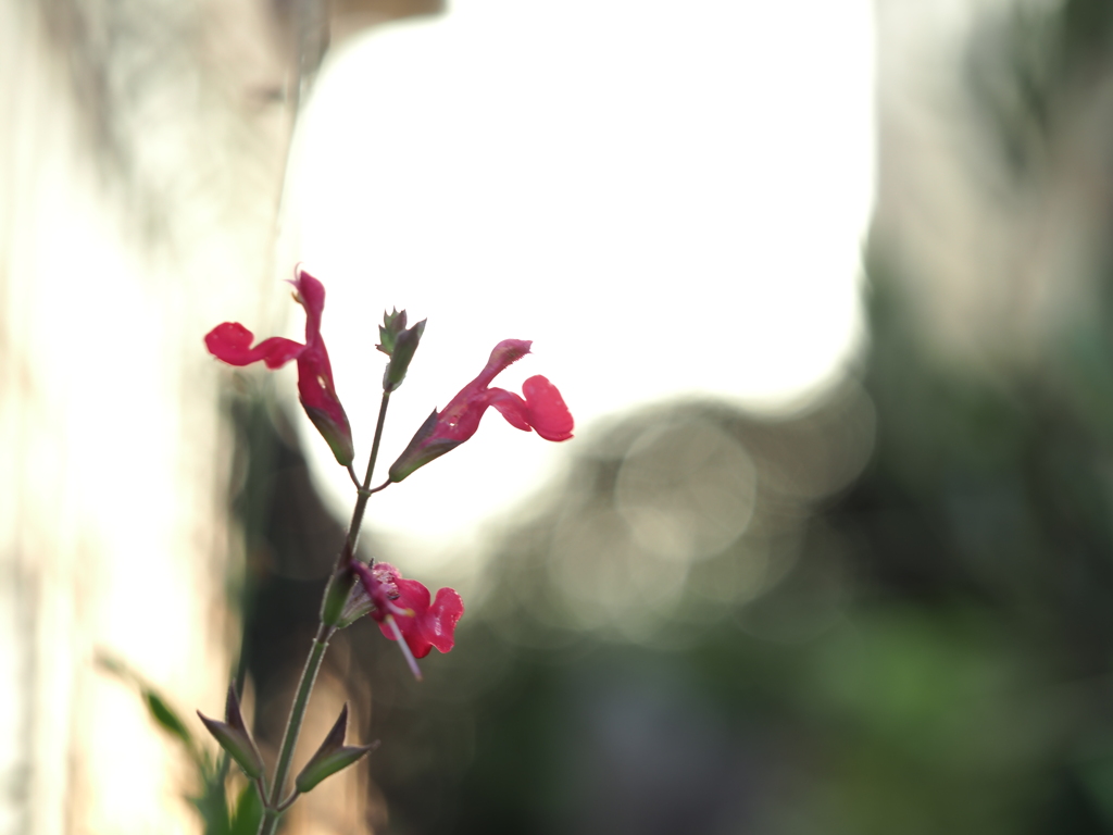 侵入花