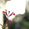 侵入花