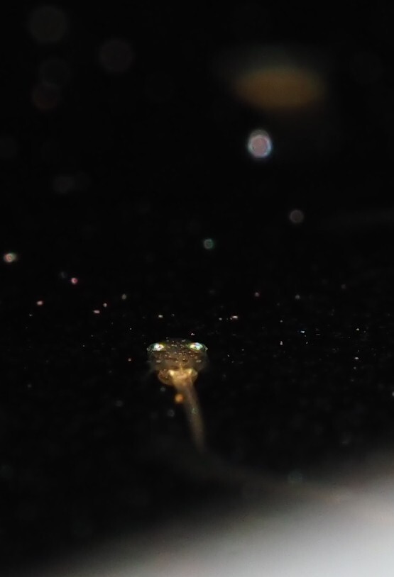 ワレワレハウチュウジン １