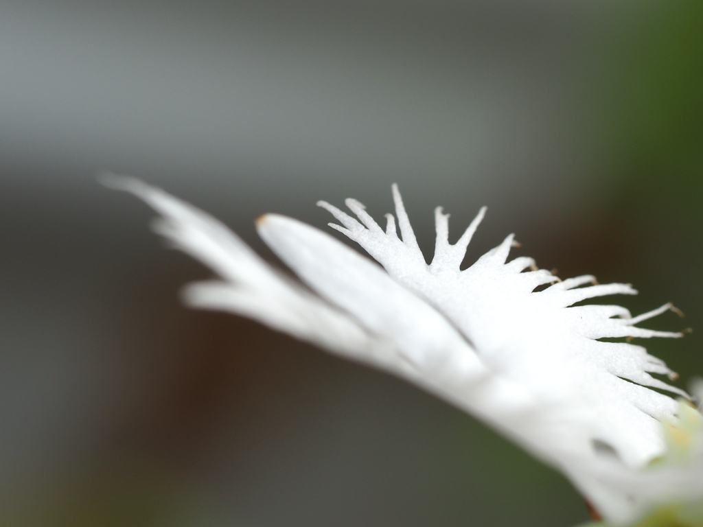 飛ぶ花