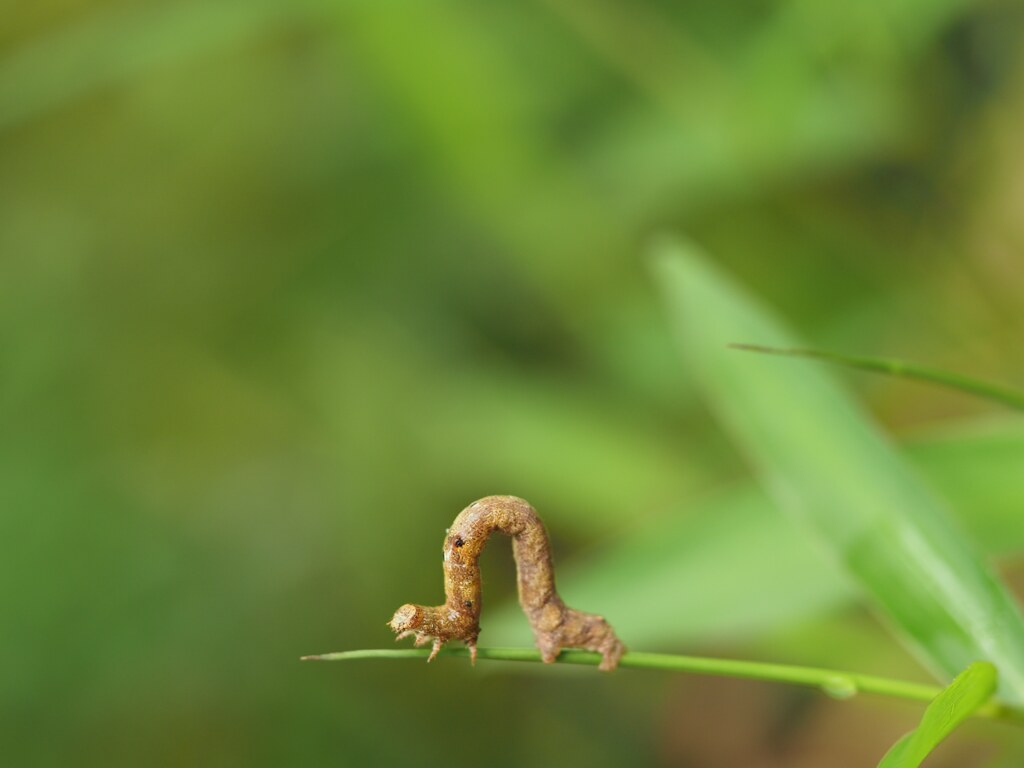 シャクトリムシ