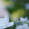 紫陽花
