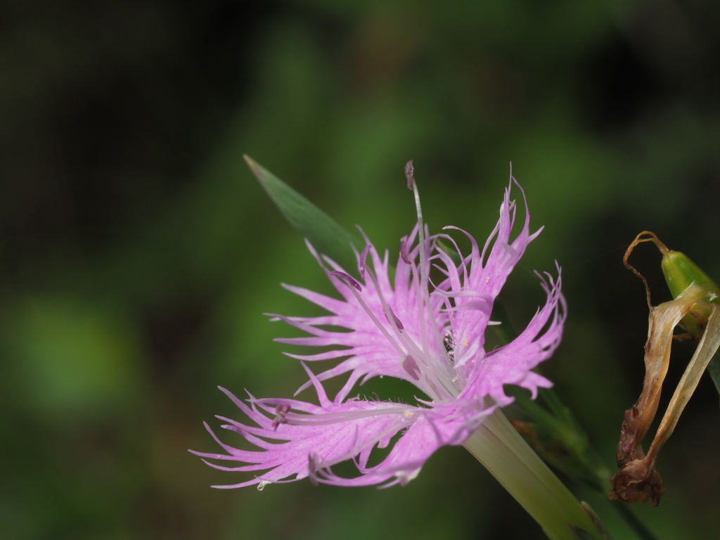 カワラナデシコ