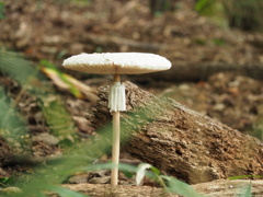 マントカラカサタケ