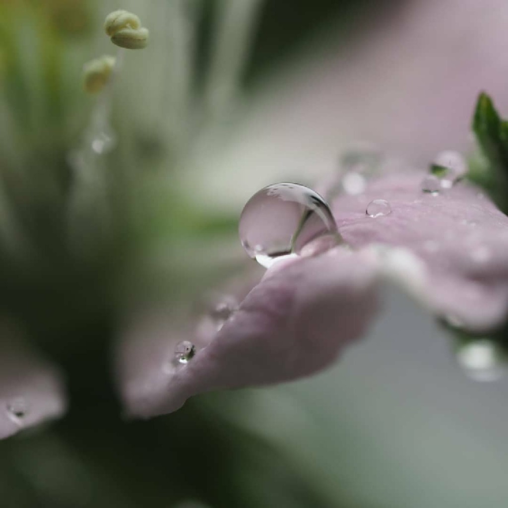 花びら