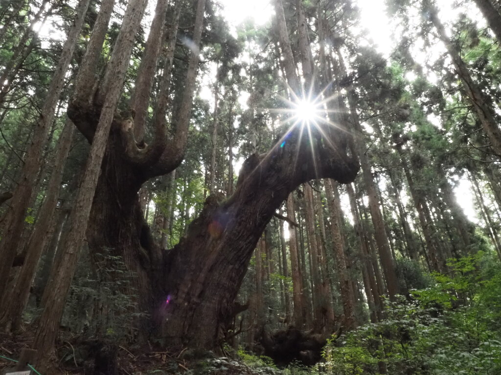 株杉の森