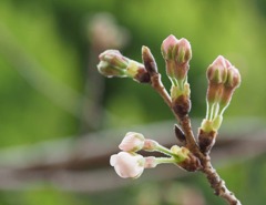 桜