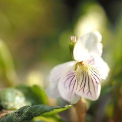 菫