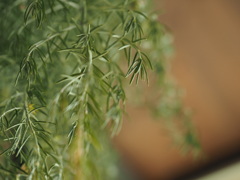 Herbs