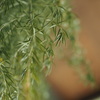 Herbs