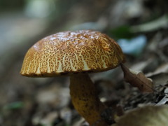 mushroom