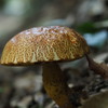 mushroom