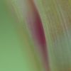 蕾