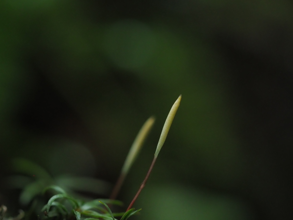 苔の森