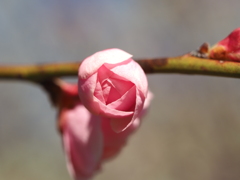 梅の花