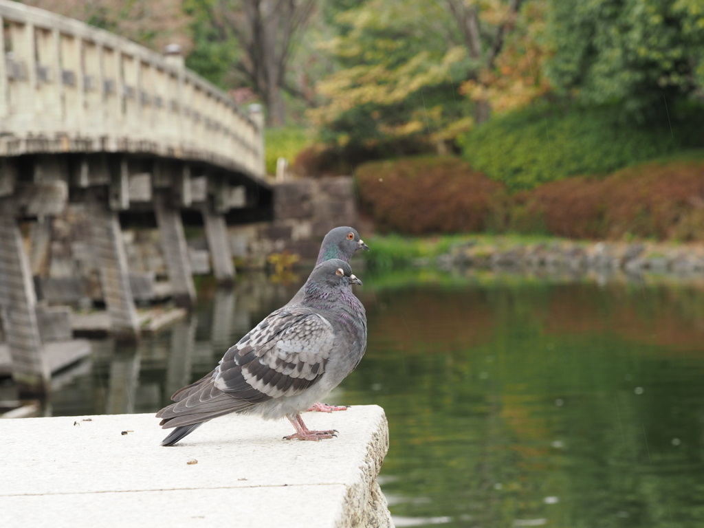 鳩