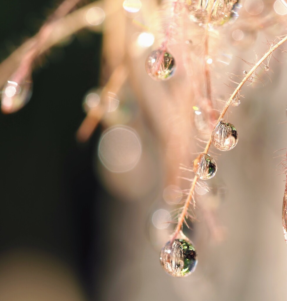 雨の日の楽しみ