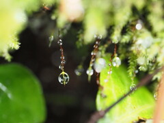 苔と雫