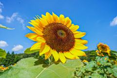 夏真っ盛り