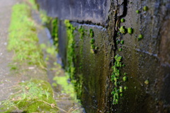 苔のオアシス