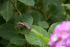 紫陽花と蝸牛