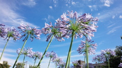 満天の青空に堂々と咲く花