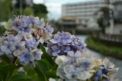 栃木県 巴波川  