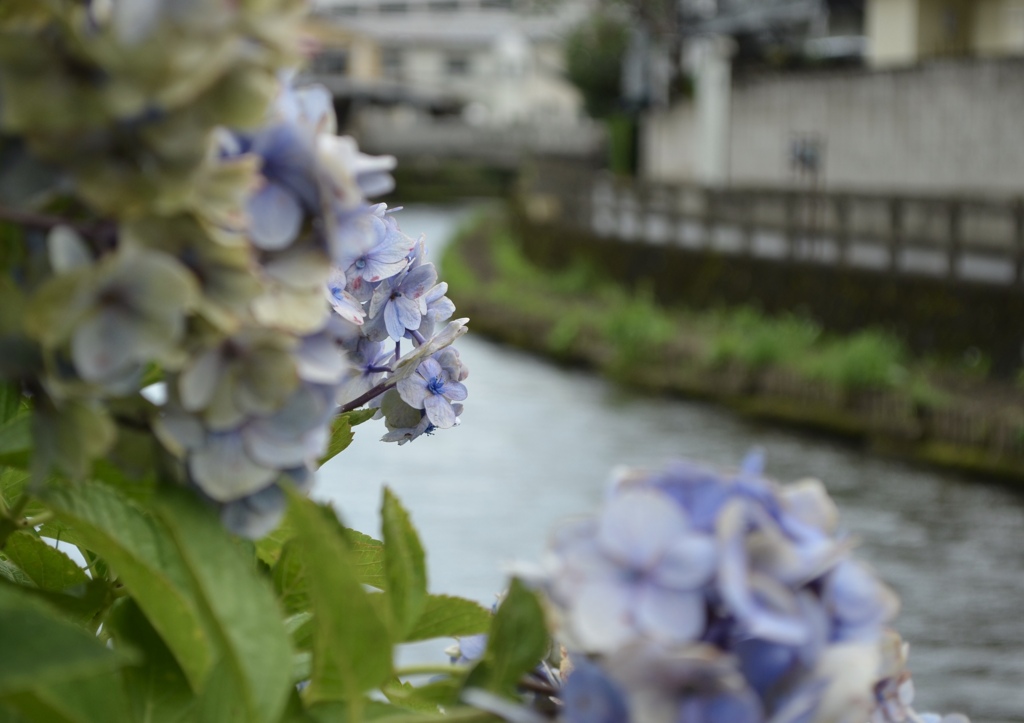 巴波川にて 想いで 