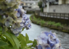 巴波川にて 想いで 