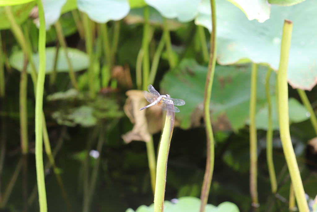 蓮の蜻蛉