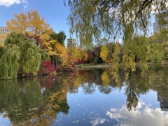 秋の午後　紅葉日和