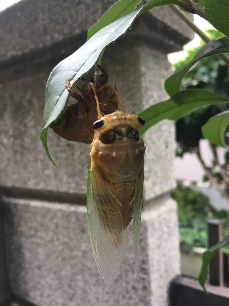 セミ