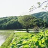 木 in 田んぼ