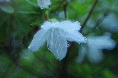 雨に濡れたツツジ