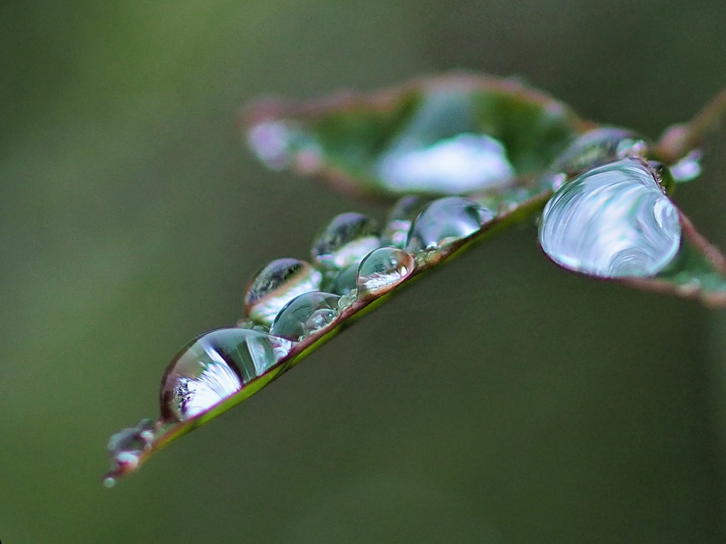 今日は 雨